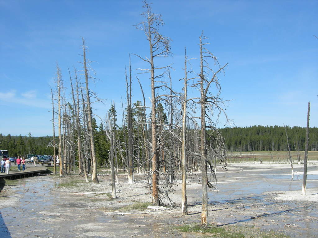 Scaled image 0589_dead_trees.jpg 