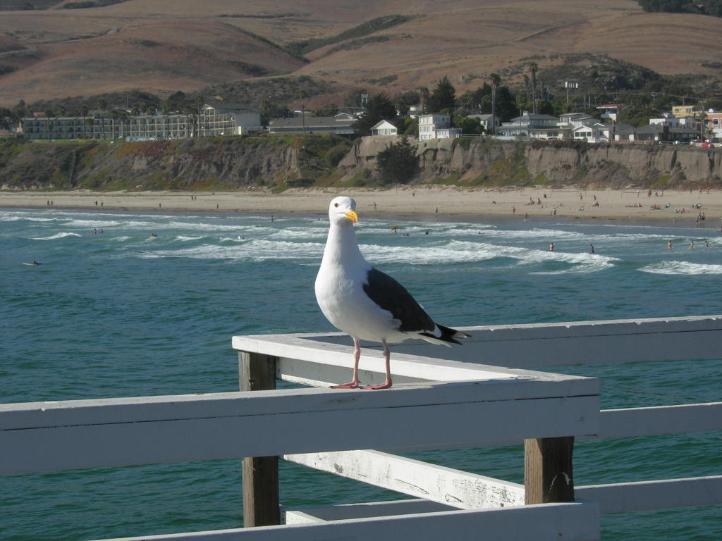 Scaled image 1740_sea_gull.jpg 