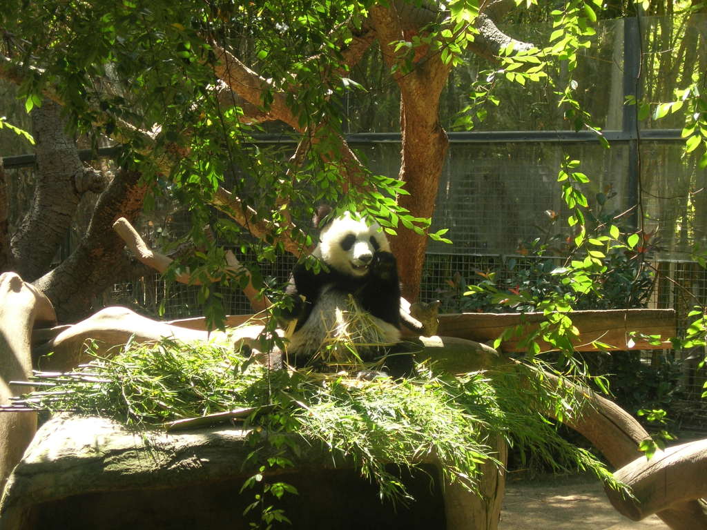 Scaled image 2030_panda.jpg 