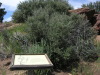 Thumbnail 0420_big_sagebrush_(w&uuml;stenbeifu&szlig;).jpg 