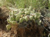 Thumbnail 0422_cactus.jpg 