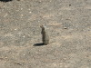 Thumbnail 0518_gopher_(Erdhörnchen).jpg 