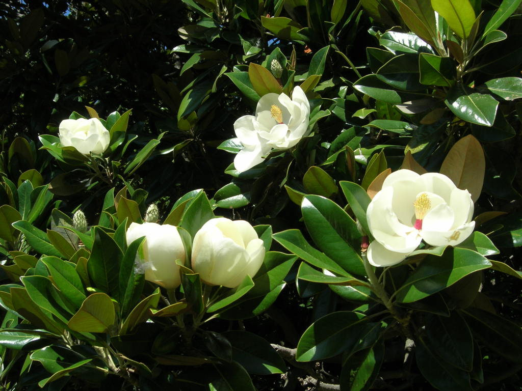 Scaled image 0314_magnolia_grandiflora.jpg 