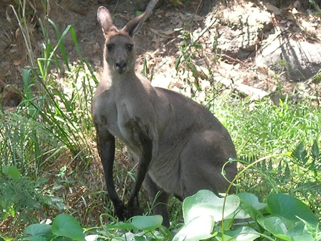 Scaled image 0462_kangaroo.jpg 