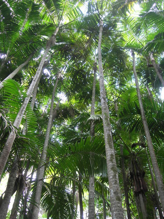 Scaled image 0516_bangalow_palms_(piccabeen).jpg 