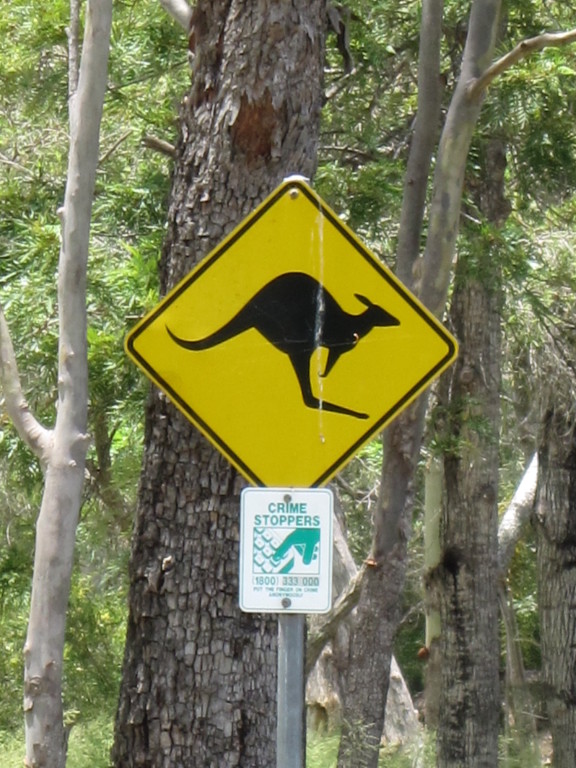 Scaled image 1700_kangaroo.jpg 