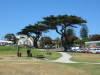 Thumbnail 0236_trees_at_apollo_bay.jpg 