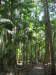 Thumbnail 0513_rainforest.jpg 