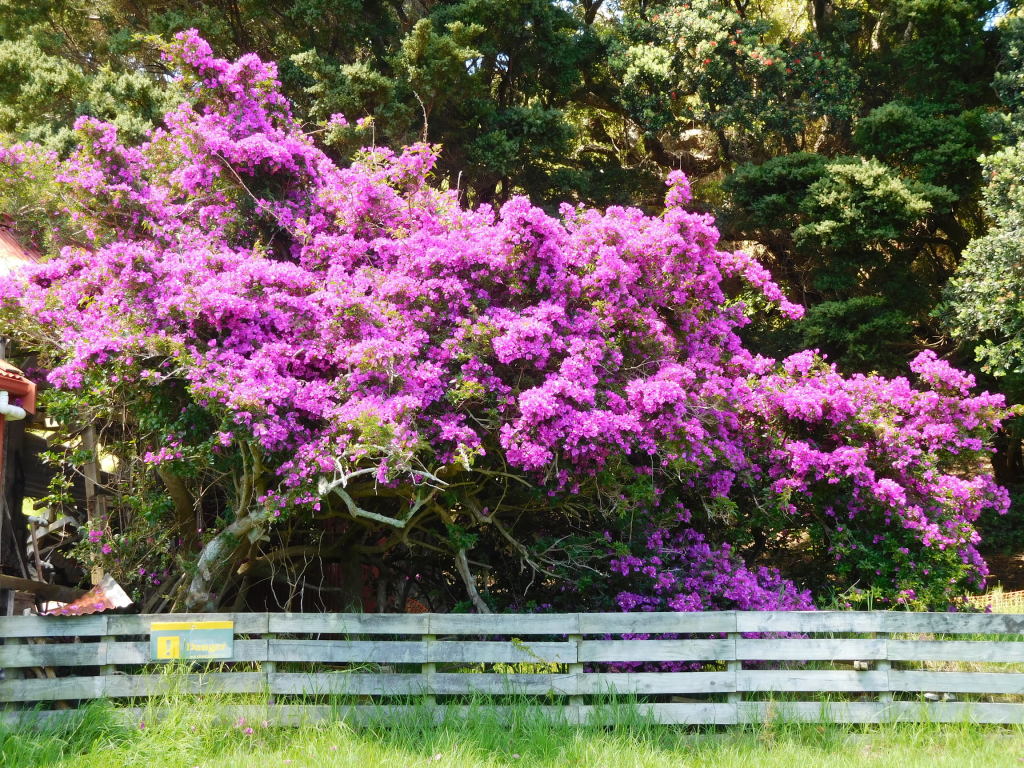 Scaled image 0745_flowers_at_urupukapuka.jpg 