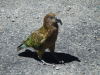 Thumbnail 1382_kea.jpg 